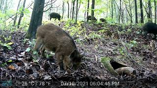Wild hogs rooting with babies