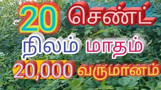 தமிழில் ஜாதி மாதிரி செடி வளர்ச்சி ஜாதி மாதிரி வளர்பு எப்பேடி