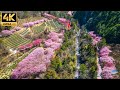 The most beautiful cherry blossom attractions in Taiwan