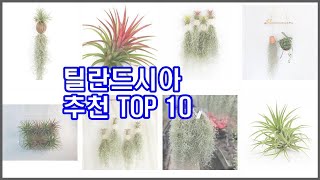 틸란드시아 추천 리얼 리뷰 구매량과 상품평으로 살펴본 TOP 10 상품