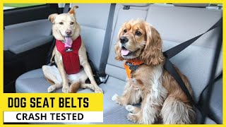 7 Best Dog Seat Belts Crash Tested🐶Dog Car Harness to Keep Your Dog Safe