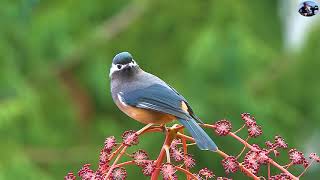 白耳畫眉-2021新編台灣野鳥集錦第一單元:台灣特有30種野鳥-(4) .(Wild Birds in Taiwan-Endemic species)