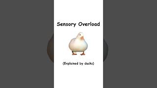 Sensory Overload Explained By Ducks