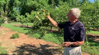 Tree Talk:  Episode 4.6. Peaches, Pecans, and Plums??