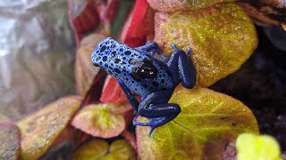 Male Azureus Dart Frog (D Tinctorius) Carrying Tadpoles