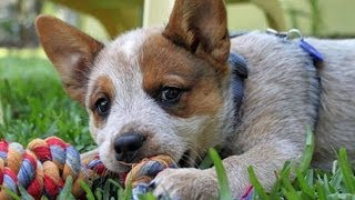 60 Seconds Of Cute Australian Cattle Dog Puppies!