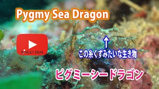 海の小さなドラゴン　ピグミーシードラゴン　Thread pipefish　Rumengan's pipefishPygmy Sea Dragon