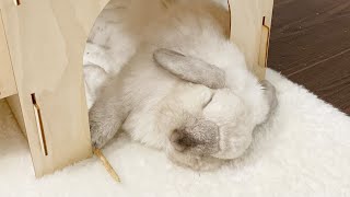 10 Cute Bunny Sleeping Positions 🐰💤