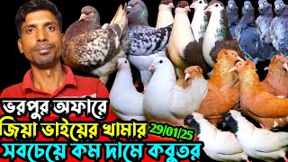 ভরপুর অফারে জিয়া ভাইয়ের খামার || সবচেয়ে কম দামে ফেন্সি কবুতর || খুবই সিমিত দামে কবুতর বিক্রি করা হবে