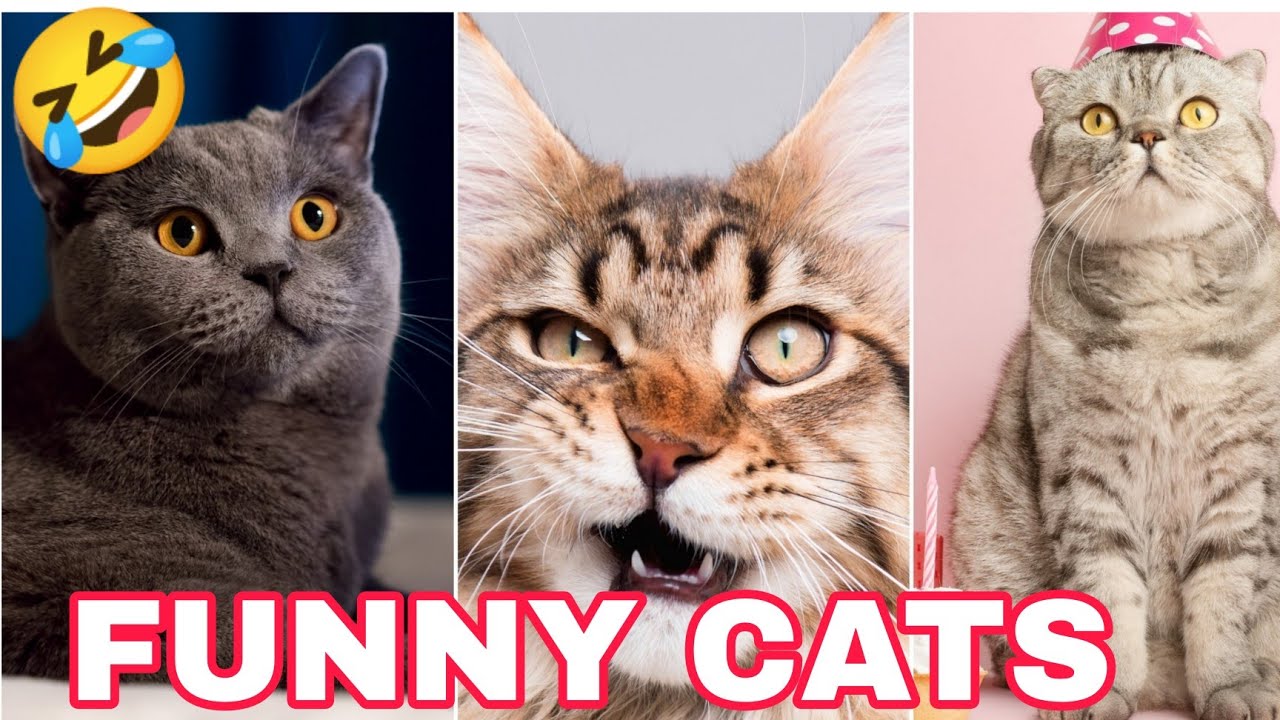 Best Funny Cats Videos Of The 2023 Funniest Cats Lol рџ ј Moment Cats