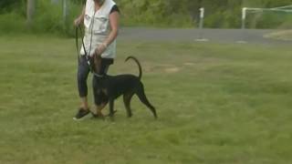 Cila and Rachael Obedience Training with jojo  - July 16th, 2017