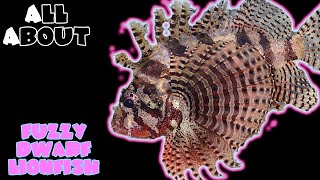All about The Fuzzy Dwarf Lionfish or Shortfin Lionfish or Dwarf Lionfish