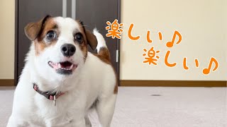 ボール遊びがエンドレス⁉︎ジャックラッセルテリア　Jack Russell Terrier