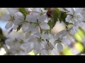 山桜『ヤマザクラ』癒しの風景