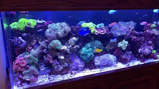 150 Gallon Reef Aquarium