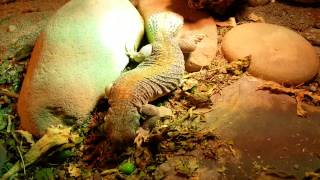 湯瑪士王者 uromastyx thomasi