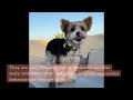 biewer terrier dog breed 10 amazing facts you must know