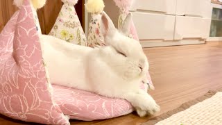 #96 安心しきったうさぎさんは天使のような可愛さです！The reassuring rabbit is cute like an angel！