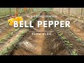 Bell Pepper Success | Irrigation Weather | Sustainable Business | Food Security