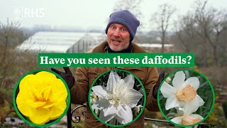 Have you seen these daffodils? Log your sightings on our Daffodil Diaries | The RHS