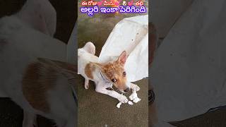 లిల్లీ పుట్ బుడ్డిది💕🐶💕 మీను ఈ రోజు అల్లరి ఏమి చేసిందో చూడండి👌🥰#trendind #doglover #straydoglove 🙏🙏🙏