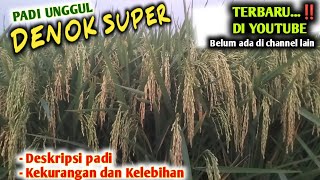 PADI DENOK SUPER ‼️PADI TERBARU