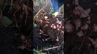 Jerusalem Artichokes Sunchokes how to grow #growfood #sunchokes #vegetables