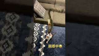 オモチャの激しい動きに固まる子猫　A kitten that gets stuck in a toy's violent movement