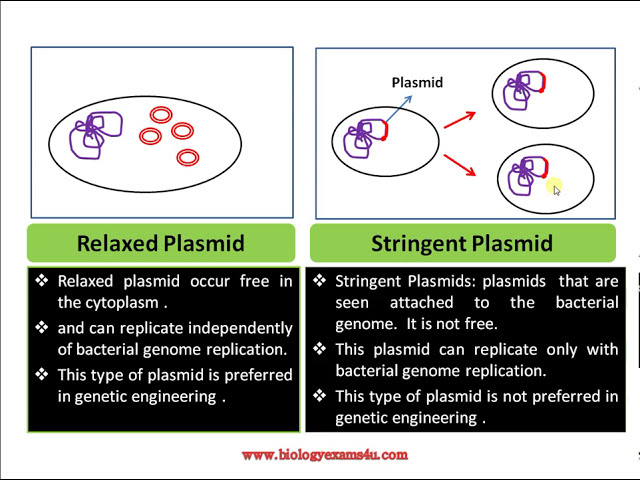 Plasmid Definition