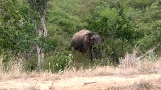 දරුණු වල් අලියා ආක්‍රමණය.invasion of fierce wild elephant