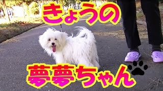 はじめての お散歩 PART1 / マルチーズとヨーキーのミックス犬　No,11