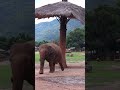 Will the naughty elephant steal the baby’s food? #elephantsanctuary #chiangmai #elephant