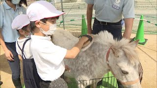 ポニーが小学校にやってきた　岡山市の乗馬クラブが企画、児童約100人が楽しい時間を過ごす