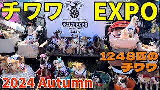 【チワワEXPO 2024Autumn】1248匹のチワワが集まったイベントに行ってきました！！