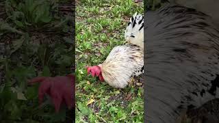 タンポポの花を食べるにわとり　　　Rooster eating dandelion