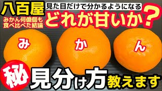 八百屋が教える3つのポイント！【みかんの目利き】身近すぎる果物だからこそ　知らなかったアレコレを丁寧解説します！蜜柑の選び方！ミカン好き必見！