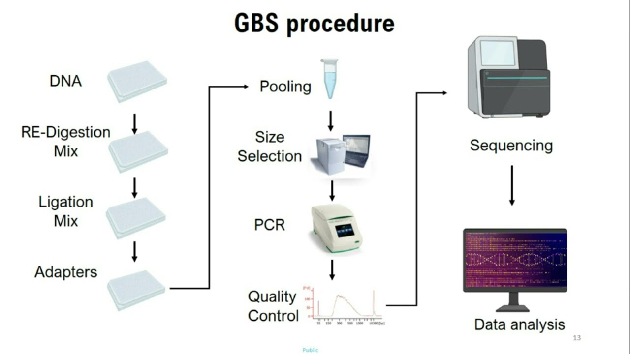 NanoGBS - A Miniaturized Procedure For Genotyping By Sequencing Library ...