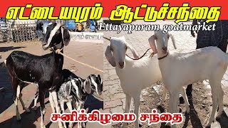 15.07.23/Ettayapuram Saturday goatmarket / ஒரிஜினல் உயரமான கொடி ஆடுகள் / கன்னி ஆடுகள் சந்தை