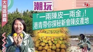 大灣區錦囊·潮玩｜「一兩陳皮一兩金」！ 港青帶你探秘新會陳皮產地