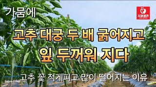 [고추재배 5부] 가뭄에 고추대궁 두 배 더 굵어지다/꽃 적게피고 많이 떨어 진다면/다수확 고추재배