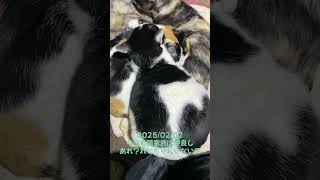 今日も仲良し猫家族 #猫動画 #cat #ねこのいる生活 #ツイキャス