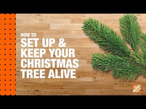 How to Set Up and Keep Your Christmas Tree Alive How to Set Up and Keep Your Christmas Tree Alive