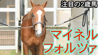 【注目の２歳馬】ゴールドシップ産駒マイネルフォルツァ