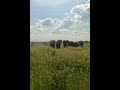 Elephant Herd in Ruaha National Park #safari #tanzania #ruahanationalpark