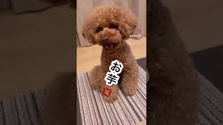 お芋はやくちょうだい🐶🍠 #かわいい犬 #トイプードル #可愛い #トイプード #犬 #犬のいる生活 #トイプー #わんちゃん #愛犬 #toypoodle