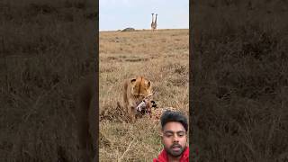 शेर ने क्या ज़ीराव का सीकर 😱#jungle Safari #Lion #LionAttack #Lion