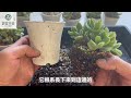 劉家花園—多肉植物養護系列｜熊童子換盆｜度夏後根系檢驗｜上集