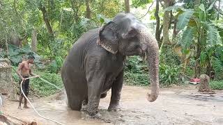 ആന കുളി Elephant taking a bath