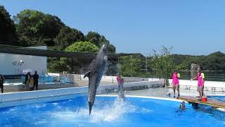 九十九島水族館  海きらら  イルカショー