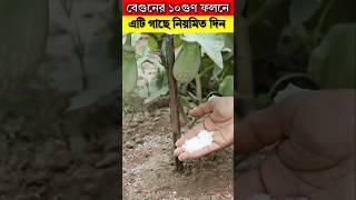 বেগুনের ১০গুণ ফলনে - এটি গাছের নিয়মিত দিন - বেগুন চাষ পদ্ধতি #trending #viralvideo #viralshorts